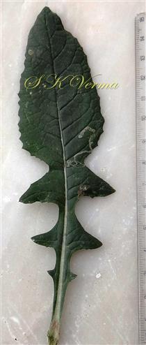  Leaf-Adaxial view
